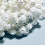 イモーテル   25輪入   ホワイトh