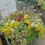 送料無料 多肉植物 セダムMIX 30本カット
