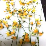 メラスフェルラの押し花素材