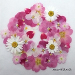 再販 385.押し花アソート〜ピンク系 ビオラ 小花 mix 押し花素材