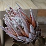 キングプロテア（Ｙ）のドライフラワー