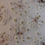 押し花素材 雲南雪柳　(^^♪