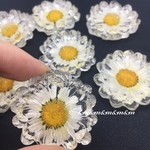 ２個　べっ甲　べっこう　鼈甲　べっ甲　シェル　パーツ　素材　材料　金具　ピアス　イヤリング　アクセサリー　資材　チャーム　カン付き