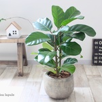 希少！＜フィカス・アフリカンプリンス＞現品
