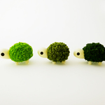 ３匹セット 苔玉かめちゃん