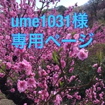 ume 1031様専用ページ
