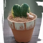 鉢植え  ハートホヤ