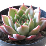 多肉植物　"ラウザラゴーサ"