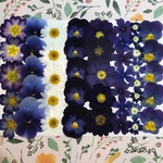 ♡new♡作家様必見♡ ♡お買い得な押し花セット♡