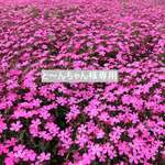 と～んちゃん様専用　おとなピンクのお花７分袖ワンピース