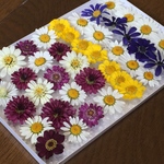 本日10％off‼️お花屋さんが作ったドライフラワー   d-8