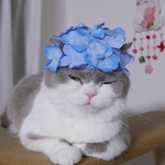  キューティー紫陽花