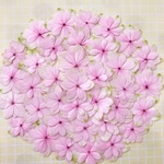 ピンクアジサイ♡押し花素材♡お得セット