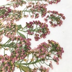 押し花＊アリッサムP