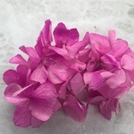 プリンセス/フューシャーピンク立体感グラデーションアレンジ加工紫陽花小分け❣️ハーバリウム花材プリザーブドフラワー