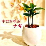 m様 専用(No.251)