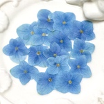 自家製押し花 【 紫陽花ーunknown 】 ブルー  S サイズ　レジン・キャンドル封入・押し花アート