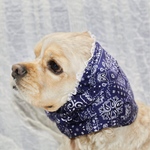 中型犬用 スヌード 青