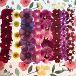 ♡new♡作家様必見♡ ♡お買い得な押し花セット♡