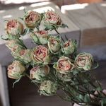 アンティークレース（3本組：17輪）の Dry Flower