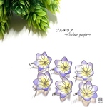 プルメリア～clear purple～ Sカン付き
