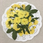 ❣️好評即売につき再販✨押し花素材／モッコウバラ