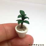 ミニチュア鉢植え　観葉植物⑧