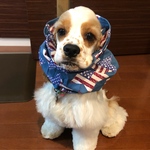 中型犬用スヌード 犬用スヌード 星条旗柄 水色