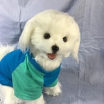 マルチーズのぬいぐるみ※murphychiakiさまオーダーページ