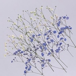 かすみ草 ブルーホワイト 押し花素材（押し花パック）小
