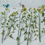 🌼再販🌼押し花素材。イヌナズナ(音符🎵に使えます)