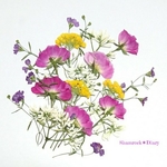 ミニバラと小花のアソート  ＊押し花素材＊ 