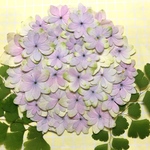 再販♡たっぷりアジサイ♡押し花素材♡