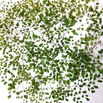 マイクロアジアンタムの押し花素材