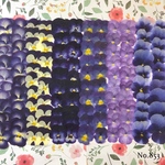 ♡new♡ ♡作家様必見♡ ♡まとめ売り お買い得押し花セット♡