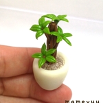 ミニチュア鉢植え　観葉植物⑨