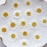 自然色【30枚】ノースポールの押し花