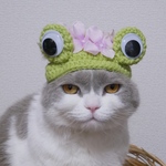梅雨のカエル🐸