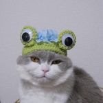 梅雨のカエル🐸
