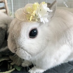 黄色い花の麦わら帽子(33)