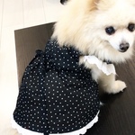 犬服   黒のドット ワンピース   犬キャミソール  