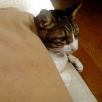 【19638311様専用】にゃんこセット