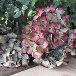 アンティーク紫陽花のドライフラワーⅡ