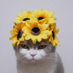 ひまわり畑