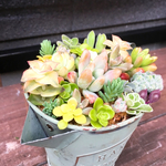ブルージョウロ多肉植物