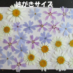 押し花　素材　　花いろいろ (３０枚)　１４１