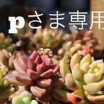 pさま専用ページです