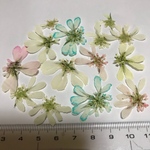 オルレアレースフラワー 押し花