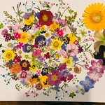 押し花☆クリサンセマム、かすみ草、ガーベラ他 小花MIXたくさん 花材 素材
