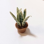 ミニチュア観葉植物サンセベリア
